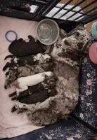 processed/7e7c004c-0b35-4ef0-8954-d0864898e209/listing/b97637b8-15b4-43c1-8442-e90c358df5f6/55ce2122-9211-4821-91b8-2729e0bee579