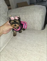 Lexi   (Teacup), a female Yorkshire Terrier for sale in Dallas, TX – 4 of 4