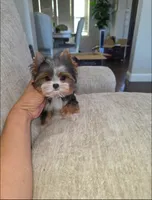 Minnie ( Teacup), a female Yorkshire Terrier for sale in Dallas, TX – 6 of 6