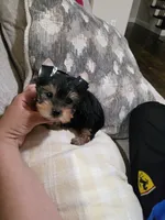 Gizzy, a male Yorkshire Terrier for sale in Dallas, TX – 5 of 5