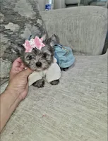 Shimmer , a female Yorkshire Terrier for sale in Dallas, TX – 6 of 6