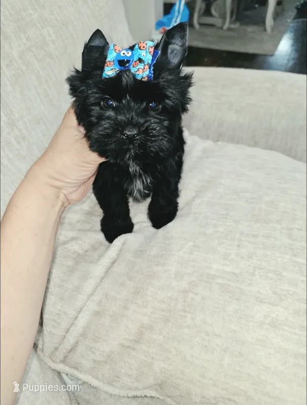Toby  – Yorkshire Terrier puppy for sale in Dallas, TX