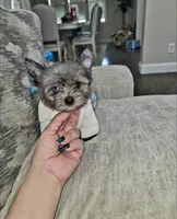 Shimmer , a female Yorkshire Terrier for sale in Dallas, TX – 2 of 6