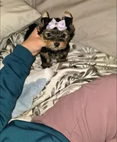 Riley, a female Yorkshire Terrier for sale in Dallas, TX – Photo 2 of 3