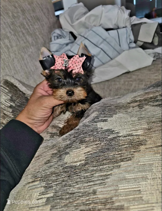 Sadie – Yorkshire Terrier puppy for sale in Dallas, TX