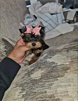 Sadie, a female Yorkshire Terrier for sale in Dallas, TX – 1 of 3
