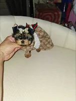 Sassy  (Teacup), a female Yorkshire Terrier for sale in Dallas, TX – 1 of 7