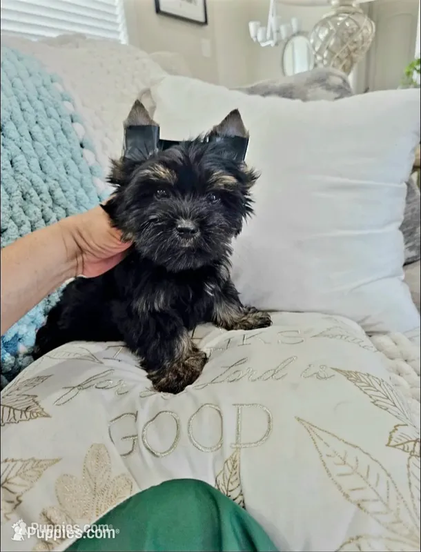 Onyx – Yorkshire Terrier puppy for sale in Dallas, TX