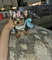 Tiny Patches, a female Yorkshire Terrier for sale in Dallas, TX – 2 of 3