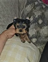 Gizzy, a male Yorkshire Terrier for sale in Dallas, TX – 2 of 5