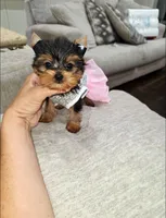 Itty bitty, a female Yorkshire Terrier for sale in Dallas, TX – 3 of 4