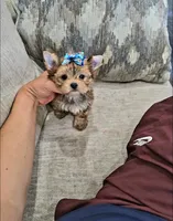 Rusty, a male Yorkshire Terrier for sale in Dallas, TX – 4 of 4