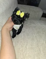 Midnight, a female Yorkshire Terrier for sale in Dallas, TX – 2 of 3
