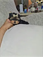 Sassy  (Teacup), a female Yorkshire Terrier for sale in Dallas, TX – 4 of 7