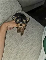 Brew, a male Yorkshire Terrier for sale in Dallas, TX – 3 of 3