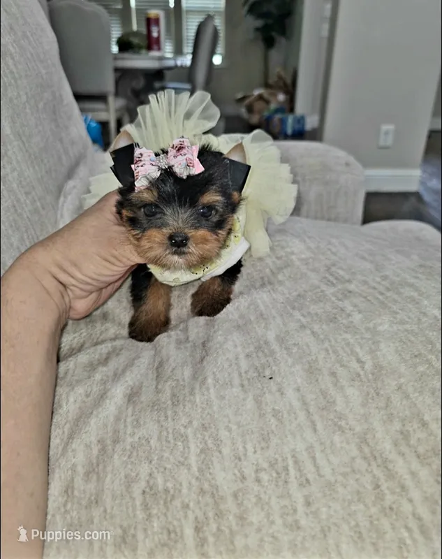 Teacup Riley – Yorkshire Terrier puppy for sale in Dallas, TX