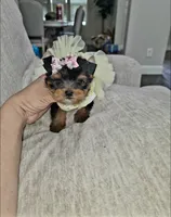Teacup Riley, a female Yorkshire Terrier for sale in Dallas, TX – 1 of 4