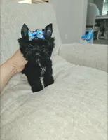 Toby , a male Yorkshire Terrier for sale in Dallas, TX – 2 of 3