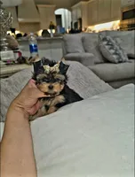 Sassy  (Teacup), a female Yorkshire Terrier for sale in Dallas, TX – 5 of 7
