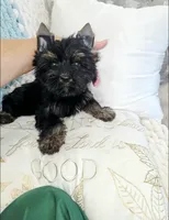Onyx, a male Yorkshire Terrier for sale in Dallas, TX – 2 of 5