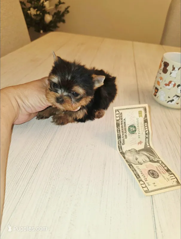 Chai. *Micro Teacup* – Yorkshire Terrier puppy for sale in Dallas, TX