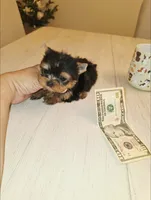 Chai. *Micro Teacup*, a male Yorkshire Terrier for sale in Dallas, TX – 2 of 6