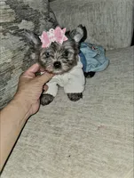 Shimmer , a female Yorkshire Terrier for sale in Dallas, TX – 5 of 6