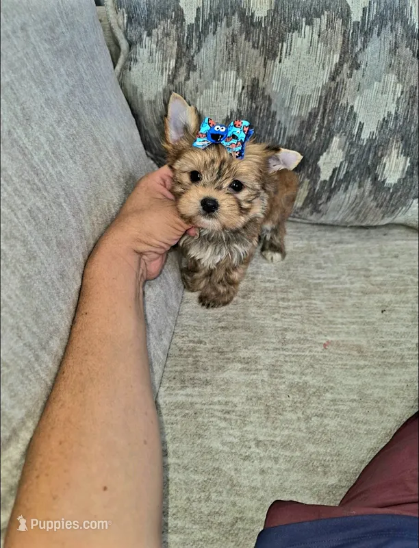 Rusty – Yorkshire Terrier puppy for sale in Dallas, TX