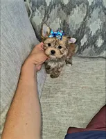 Rusty, a male Yorkshire Terrier for sale in Dallas, TX – 1 of 4