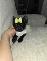 Midnight, a female Yorkshire Terrier for sale in Dallas, TX – 3 of 3