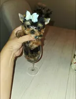 Chai. *Micro Teacup*, a male Yorkshire Terrier for sale in Dallas, TX – 6 of 6