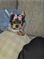 Gigi , a female Yorkshire Terrier for sale in Dallas, TX – 1 of 4