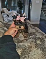 Sadie, a female Yorkshire Terrier for sale in Dallas, TX – 2 of 3