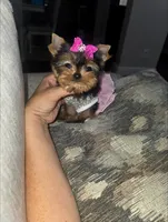 Millie , a female Yorkshire Terrier for sale in Dallas, TX – 3 of 5