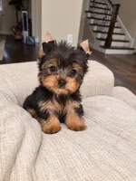 Toby (Tiny), a male Yorkshire Terrier for sale in Dallas, TX – 3 of 3