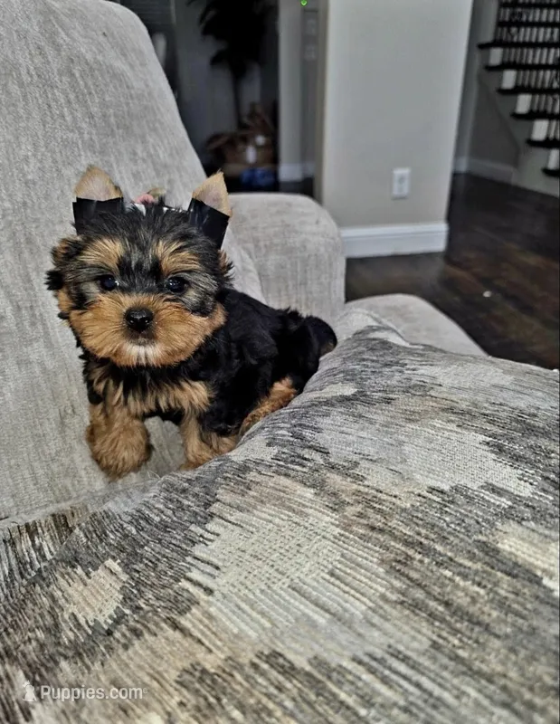 Little Gucci  – Yorkshire Terrier puppy for sale in Dallas, TX
