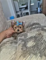 Rusty, a male Yorkshire Terrier for sale in Dallas, TX – 3 of 4