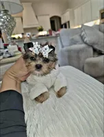 Tiny Hazel , a female Yorkshire Terrier for sale in Dallas, TX – 3 of 4