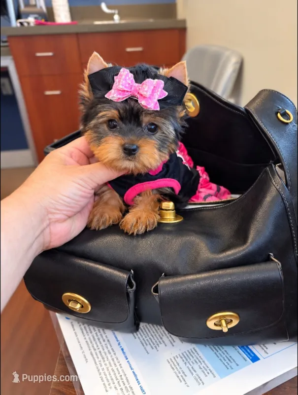 Tiny Daisy  – Yorkshire Terrier puppy for sale in Dallas, TX