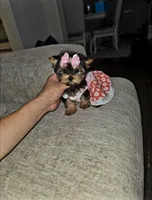 Lacy, a female Yorkshire Terrier for sale in Dallas, TX – 2 of 4