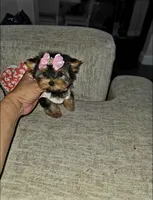 Lacy, a female Yorkshire Terrier for sale in Dallas, TX – 1 of 4