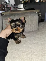 Ziggy * Teacup*, a male Yorkshire Terrier for sale in Dallas, TX – 4 of 4