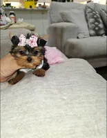 Itty bitty, a female Yorkshire Terrier for sale in Dallas, TX – 2 of 4