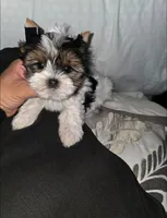 Patches, a male Yorkshire Terrier for sale in Dallas, TX – Photo 3 of 4
