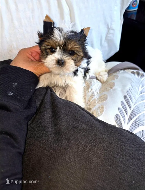 Patches – Yorkshire Terrier puppy for sale in Dallas, TX