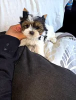 Patches, a male Yorkshire Terrier for sale in Dallas, TX – Photo 1 of 4