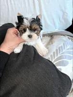 Patches, a male Yorkshire Terrier for sale in Dallas, TX – Photo 2 of 4