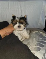 Patches, a male Yorkshire Terrier for sale in Dallas, TX – Photo 4 of 4