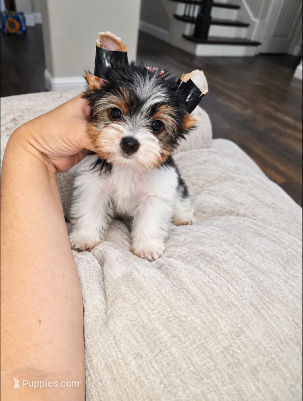 Oreo – Yorkshire Terrier puppy for sale in Dallas, TX