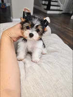 Oreo, a male Yorkshire Terrier for sale in Dallas, TX – 1 of 3